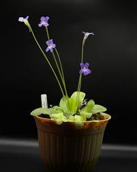 Attēlu rezultāti vaicājumam “Pinguicula vulgaris fruit”