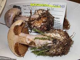 Attēlu rezultāti vaicājumam “Cortinarius traganus”