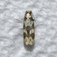 Attēlu rezultāti vaicājumam “Tineidae”