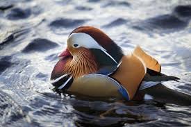 Attēlu rezultāti vaicājumam “Aix galericulata”