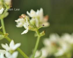 Attēlu rezultāti vaicājumam “Galium boreale flower”