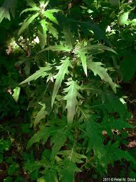 Attēlu rezultāti vaicājumam “Cirsium x rigens leaf”