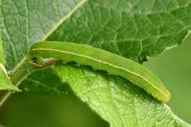 Attēlu rezultāti vaicājumam “Pterostoma palpina larva”