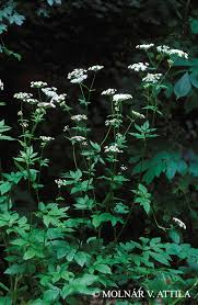 Attēlu rezultāti vaicājumam “Chaerophyllum aromaticum”