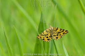 Attēlu rezultāti vaicājumam “Pseudopanthera macularia”