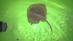 Image result for Raja radula