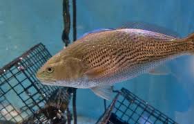 Image result for Sciaenops ocellatus