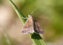 Attēlu rezultāti vaicājumam “Phytometra viridaria”