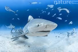 Image result for Carcharhinus leucas