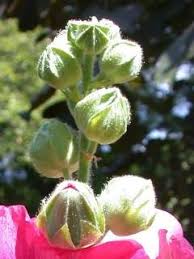 Attēlu rezultāti vaicājumam “Alcea rosea bud”