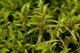 Attēlu rezultāti vaicājumam “Pleurozium schreberi sporophyte”