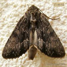 Attēlu rezultāti vaicājumam “Apamea monoglypha”