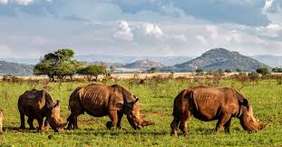 Image result for Rhyl Rhinos