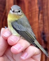 Image result for Vireo philadelphicus