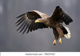Image result for Haliaeetus albicilla