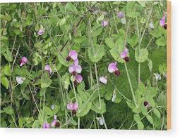 Attēlu rezultāti vaicājumam “Pisum sativum flower”