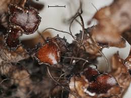 Attēlu rezultāti vaicājumam “Cetraria sepincola”