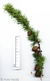 Attēlu rezultāti vaicājumam “Larix decidua”