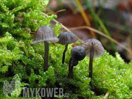 Attēlu rezultāti vaicājumam “Mycena pseudocorticola”