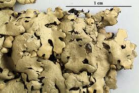 Attēlu rezultāti vaicājumam “Parmelia serrana”