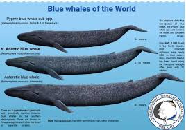 Image result for Balaenoptera musculus