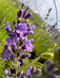 Attēlu rezultāti vaicājumam “Lavandula angustifolia leaf”