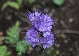 Attēlu rezultāti vaicājumam “Phacelia tanacetifolia”