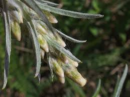 Attēlu rezultāti vaicājumam “Gnaphalium sylvaticum”