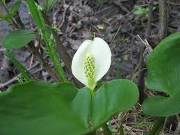 Attēlu rezultāti vaicājumam “Calla palustris flower”