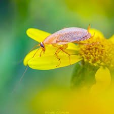 Attēlu rezultāti vaicājumam “Ectobius sylvestris nymph”