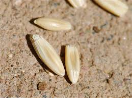 Attēlu rezultāti vaicājumam “Avena sativa”