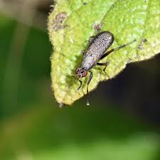 Attēlu rezultāti vaicājumam “Coremacera marginata”