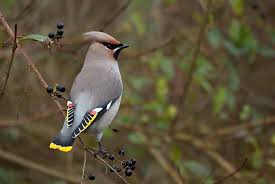 Attēlu rezultāti vaicājumam “Bombycilla garrulus adult”