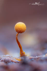 Attēlu rezultāti vaicājumam “Cribraria aurantiaca macro”