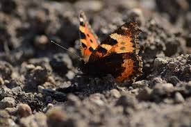 Attēlu rezultāti vaicājumam “Aglais urticae underside”
