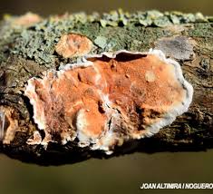 Attēlu rezultāti vaicājumam “Gloeoporus taxicola”