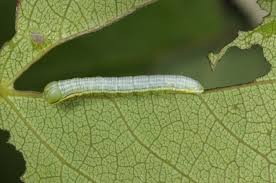 Attēlu rezultāti vaicājumam “Pterostoma palpina”