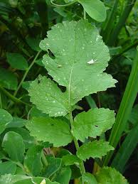 Attēlu rezultāti vaicājumam “Raphanus raphanistrum fruit”