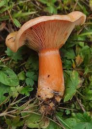 Attēlu rezultāti vaicājumam “Lactarius deterrimus”