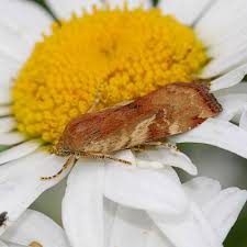 Attēlu rezultāti vaicājumam “Cryptocala chardinyi”