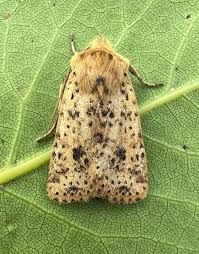 Attēlu rezultāti vaicājumam “Conistra rubiginea”