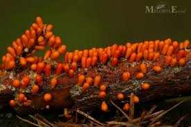 Attēlu rezultāti vaicājumam “Leocarpus fragilis macro”