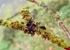 Attēlu rezultāti vaicājumam “Xanthoria parietina”