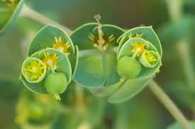 Attēlu rezultāti vaicājumam “Euphorbiaceae”