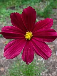 Image result for Cosmos bipinnatus