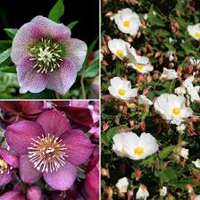 Image result for Christrose