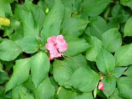 Image result for Impatiens walleriana
