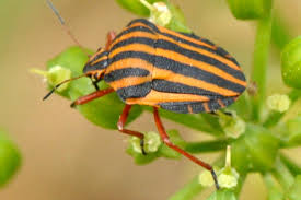 Attēlu rezultāti vaicājumam “Graphosoma lineatum imago”