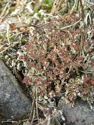 Attēlu rezultāti vaicājumam “Cladonia phyllophora”
