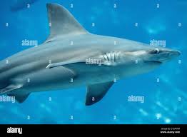 Image result for Carcharhinus plumbeus